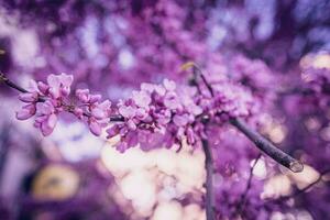 beautiful violet blooming Jacaranda tree on a warm spring day in Spain photo