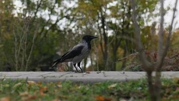 gray raven collects nuts in its beak from the floor video