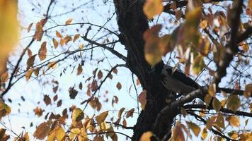 a gray crow sits on a tree branch in yellow foliage in an autumn park video