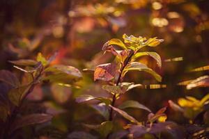 shrub with yellow leaves in closeup on a warm autumn day in the garden photo