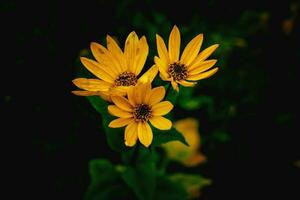 yellow flower on a green background in autumn meadow in close-up photo