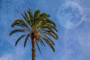 grande verde palma árbol en contra el cielo foto