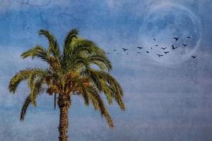 grande verde palma árbol en contra el cielo foto