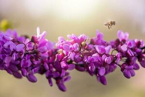 beautiful violet blooming Jacaranda tree on a warm spring day in Spain photo