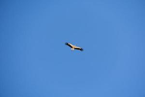 blue sky background with flying black and white stork bird photo