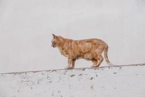 adulto gato en un ligero antecedentes de un ladrillo casa fuera de foto