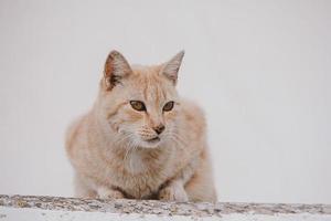 adult cat on a light background of a brick house outside photo