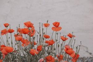 red summer poppy flowers on a light background photo