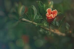 orange flower in a spring tree against a background of green leaves photo