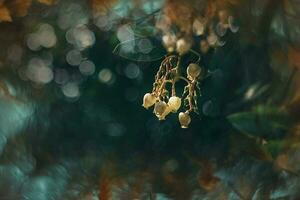 l white small autumn flowers on a tree close-up in a natural environment photo