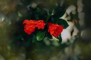 rojo granada flor en un árbol en el jardín en un primavera día en contra un verde antecedentes foto