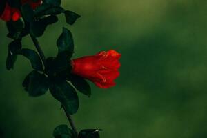 rojo granada flor en un árbol en el jardín en un primavera día en contra un verde antecedentes foto