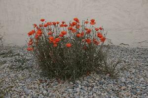 red summer poppy flowers on a light background photo