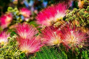 delicate Albizia Julibrissin tree on a warm sunny summer day in close-up photo