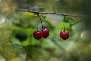 ripe healthy organic burgundy cherry on the tree among green leaves in orchard photo