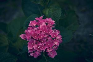 rosado hortensia flor en el jardín en un antecedentes de verde hojas de cerca foto