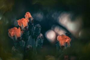 orange prickly pear flower on a cactus in a garden on a dark green background photo