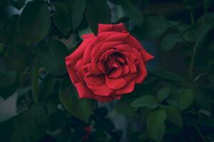 grande rojo romántico Rosa en el jardín en contra el antecedentes de verde hojas en un verano día foto