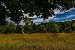 summer landscape with green trees, meadow, fields and sky with white clouds photo