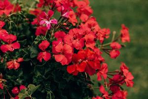 red geranium in close-up in the garden on a green background photo