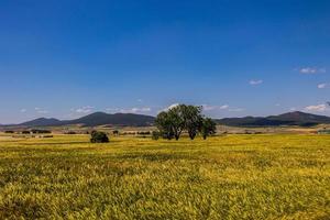beautiful natural agricultural background wheat in the field warm summer before harvest landscape photo
