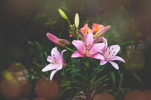 grande lirio flor en un oscuro antecedentes en el jardín en un verano día foto