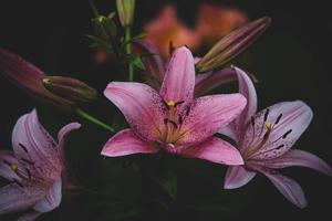 grande lirio flor en un oscuro antecedentes en el jardín en un verano día foto
