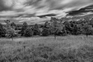 summer landscape with green trees, meadow, fields and sky with white clouds photo