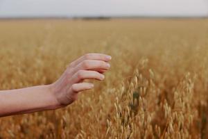 human hand wheat crop agriculture industry fields nature photo