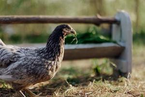 A gray hen pecking at fresh organic feed from a farm feeder while standing on green grass in the nature photo