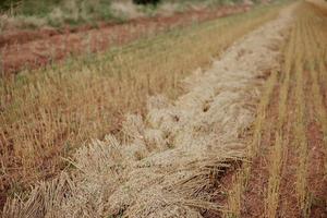 field rye countryside crop farm nature organic photo