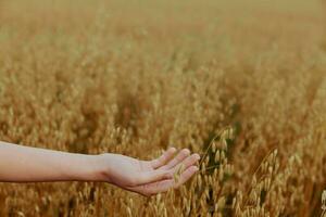 human hand Spikelets of wheat sun nature agriculture Lifestyle unaltered photo