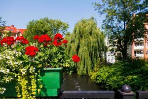 red geraniums outdoors against green city background photo