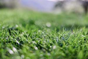 Spring young lawn grass, illuminated by sunlight. The energy of life, a healthy planet photo