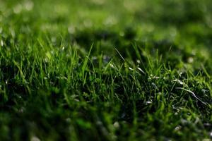 View of young green grass in a park, taken close-up with a beautiful blurring of the background. Screensaver photo