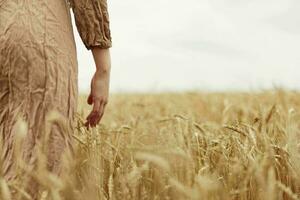 touching golden wheat field Wheat field endless field photo