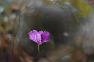 purple flower on a tree on a summer day in spain against a background of green leaves photo