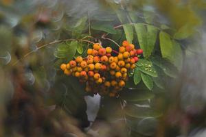 red rowan on a background of green leaves in close-up on a warm summer day with bokeh photo