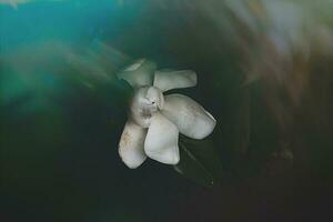 large white magnolia against a background of dark green leaves on a tree in spring day photo