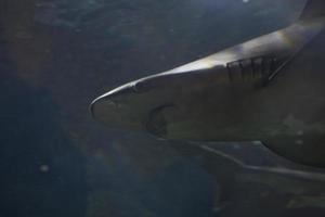 tiburones nadando en un grande acuario a el tenerife zoo en España foto
