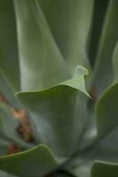 verde exótico cactus planta en de cerca creando un interesante antecedentes foto