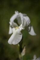 white iris flower in the garden on a green background photo