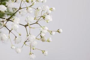 blanco pequeño flor en un rama en un ligero antecedentes foto