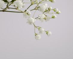 blanco pequeño flor en un rama en un ligero antecedentes foto