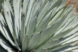 green exotic cactus plant in closeup creating an interesting background photo