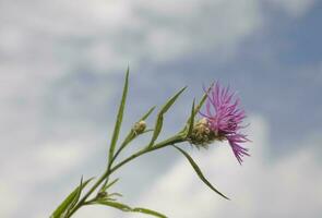púrpura cardo campo flor en contra el azul cielo con blanco nubes foto