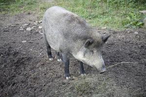 grande Jabali en el natural ambiente en un verano día foto