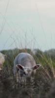 ovejas blancas lanudas pastan en un campo de hierba video