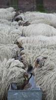 manada de oveja comiendo granos en un granja video
