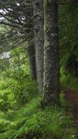 naturstig i kantad med träd i skogen video